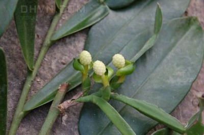 Cây Ráy leo Cauthcart, Cam đá - Pothos cathcartii Schot