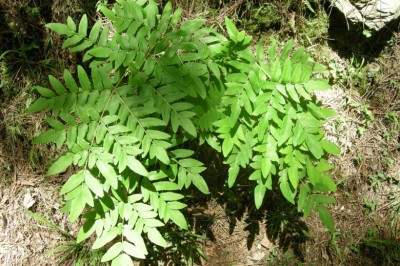 Cây Rau vi - Osmunda japonica Thunb