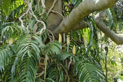 Cây Ráy leo lá rách, Cây đuôi phượng, Loong tơ uyn - Rhaphidophora decursiva (Roxb.), Schott (Pothos decursiva Roxb.)