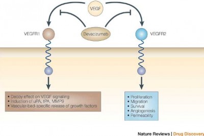 Liệu pháp chống quá trình tạo mạch máu (Anti – angiogenesis) trong điều trị ung thư