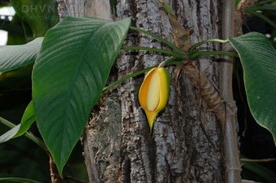 Cây Ráy leo lá lớn, Trâm đài, Co ngom - Rhaphidophora hookeri Schott