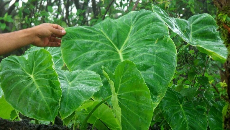 Cây Ráy nham, Ráy mô - Remusatia vivipara (Lodd.) Schott