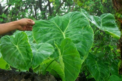 Cây Ráy nham, Ráy mô - Remusatia vivipara (Lodd.) Schott