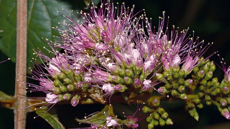 Cây Trâm bầu lông, Chưn bầu lông - Combretum pilosum Roxb