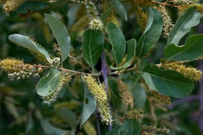 Cây Trâm bầu ba lá, Chưn bầu ba lá - Combretum trifoliatum Vent