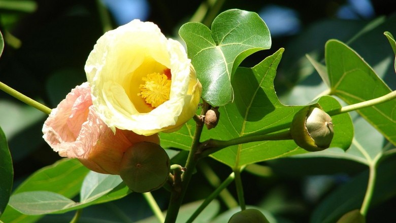 Cây Tra lâm vồ, Tra bồ đề - Thespesia populnea (L.) Soland