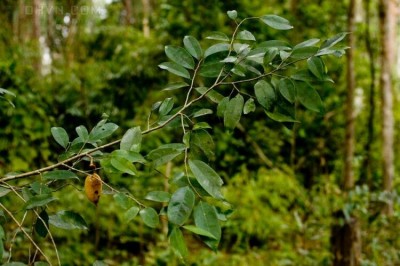 Cây Trám chim - Canarium tonkinense Engl