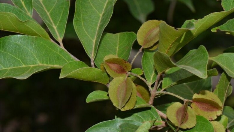 Cây Trâm bầu hoa nhỏ, Chưn bầu hoa nhỏ, Kinkeliba - Combretum parviflorum Riech. ex DC. (C. altum DC.)