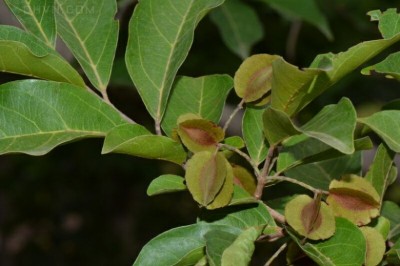 Cây Trâm bầu hoa nhỏ, Chưn bầu hoa nhỏ, Kinkeliba - Combretum parviflorum Riech. ex DC. (C. altum DC.)