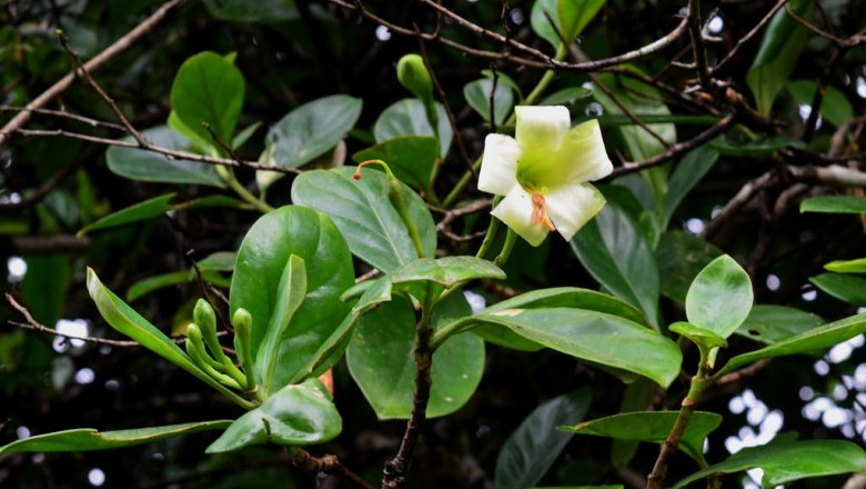 Cây Trai xoan, Trai Xri Lanca, Lậu bình, Dây gia - Fagraea ceilanica Thunb. (F. obovata Wall.)