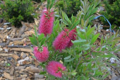 Cây Tràm bông đỏ, Tràm liễu - Callistemon citrinus (Curtis) Skeels (C. lanceolatus Sweet.)