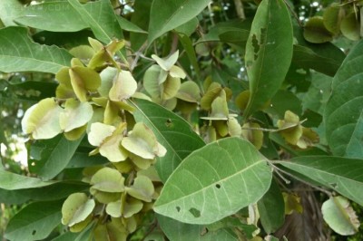 Cây Trâm bầu, Chưn bầu, Chưng bầu, Tim bầu, Săng kê, Song re - Combretum qualrangulare Kurz