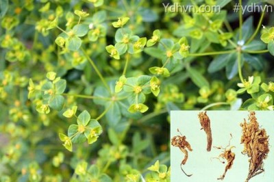 Cây Trạch côn - Knoxia valerianoides Thorel ex Pit