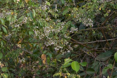 Cây Trắc leo - Dalbergia volubilis Roxb