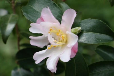 Cây Trà hoa lá có đuôi, Chè đuôi, Vĩ diệp sơn trà - Camellia caudata Wall