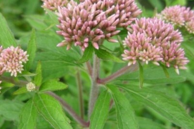 Cây Trạch lan khác lá - Eupatorium heterophyllum DC