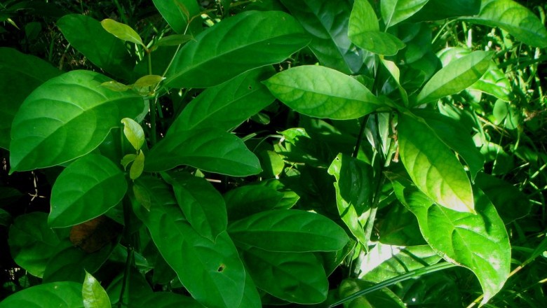 Cây Trai chùm - Fagraea racemosa Jack ex Wall