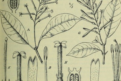 Cây Trà gỗ - Polyosma mutabilis King