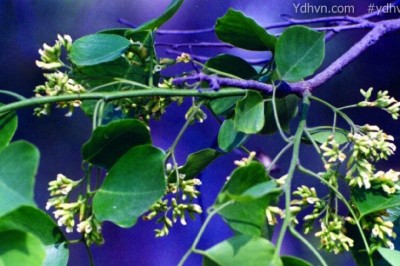 Cây Trắc dây, Ðăng trườn, Trắc bụi - Dalbergia rimosa Roxb