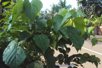 Cây Tra bồ đề, Trẹo hoa trần, Lươu bươu - Trewia nudiflora L