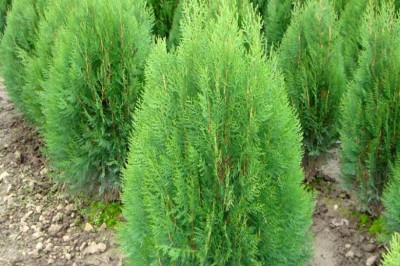 Cây Trắc bách, Trắc bá - Platycladus orientalis (L.) Franco (Thuja orientalis L., Biota orientalis (L.) Endl.)