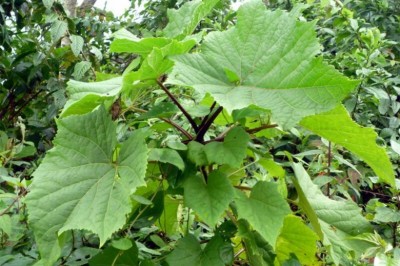 Cây Tô sơn lá có răng. Thao lý mộc, Lạn nê thu - Torricellia angulata Oliv. var. intermedia (Harms) Hu