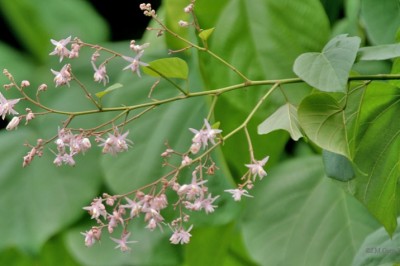 Cây Tra, Tra đỏ - Kleinhowia hospita L