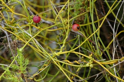 Cây Tơ xanh, Tơ hồng xanh - Cassytha filiformis L