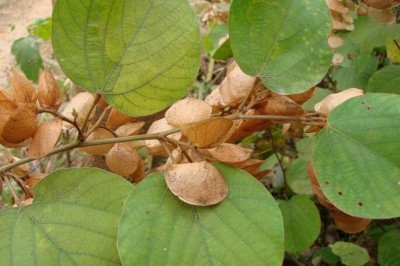 Cây Tóp mỡ tròn - Flemingia chappar Ham. ex Benth