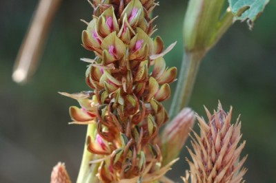 Cây Tóp mỡ thẳng, Chui ta - Flemingia stricta Roxb., ex Ait. f