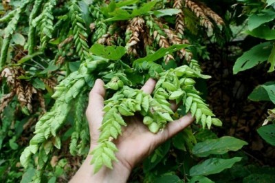 Cây Tóp mỡ có chồi, Ðậu ma hoa nón, Ðuôi chồn - Flemingia strobilifera (L. ) Ait., f. var. strobilifera