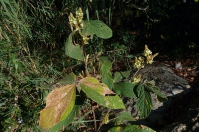 Cây Tóp mỡ Graham - Flemingia grahamiana Wight et Arn