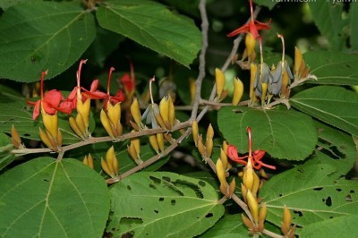 Cây Tổ kén tròn, Dó trĩu - Helicteres isora L