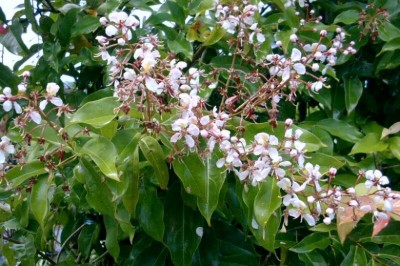 Cây Tơ mành, Dây chỉ, Mạng nhện - Hiptage sp