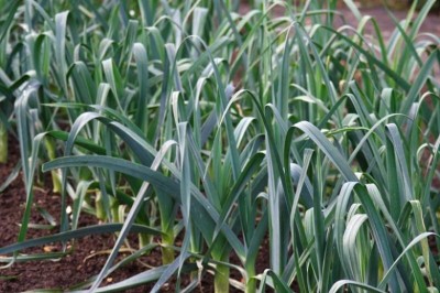 Cây Tỏi tây - Allium porrum L