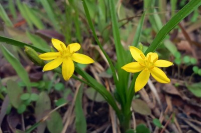 Cây Tỏi voi lùn, Hạ trâm - Hypoxis aurea Lour