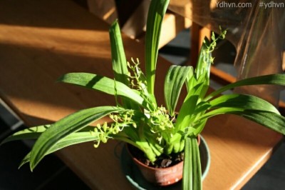 Cây Tỏi tai dê hoa vàng lục, Lan tai dê xanh - Liparis chloroxantha Hance