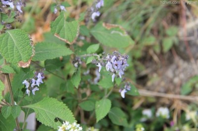Cây Tô ma dại, Ðằng nha côtxa, Vi chuỳ hương trà thái - lsodon coetsa (Buch. - Ham. ex D. Don) Kudo (Plectranthus coelsa Buch.