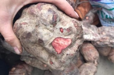 Những tác dụng của cây hà thủ ô cực kỳ quý giá đối với sức khỏe con người