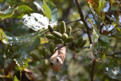 Cây Tống quán sủi - Alnus nepalensis D. Don