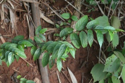 Cây Tổ kén không lông - Helicteres glabriuscula Wall