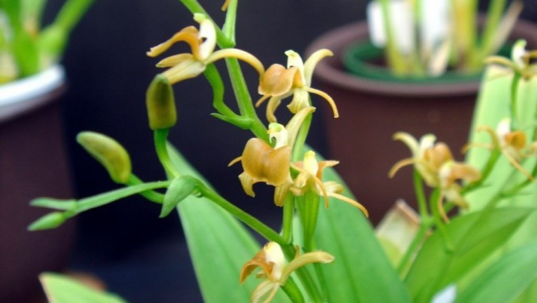 Cây Tỏi tai dê cánh liềm, Nhẵn diệp Bootan, Lan tai dê giáo - Liparis bootanensis Griff