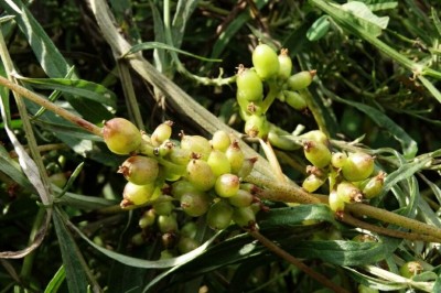 Cây Tơ hồng Nhật, Tơ hồng lớn - Cuscuta japonica Choisy