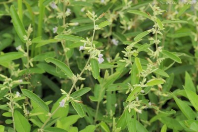 Cây Tổ kén, Dó hẹp - Helicteres angustifolia L
