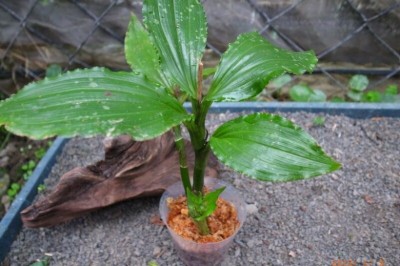 Cây Tỏi tai dê hoa tím, Nhẵn diệp đen - Liparis nigra Seidenf