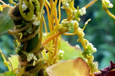 Cây Tơ hồng nam - Cuscuta australis R. Br