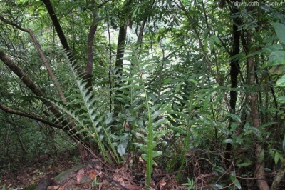 Cây Tổ phượng - Aglaomorpha coronans (Mett.) Cop. (Polypodium coronans Wall ex. Mett.)