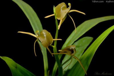 Cây Tỏi tai dê hoa lớn, Nhẵn diệp cách - Liparis distans C. B. Clarke