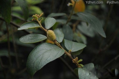 Cây Tổ kén lá mác, Dó thon - Helicteres lanceolata DC