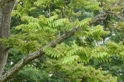 Cây Tông dù, Hương xuân - Toona sinensis (A. Juss.) Roem. (Cedrela sinensis A. Juss.)